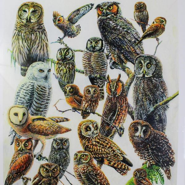 Newbold Signed Framed Matted Art Print Owls Of The United States And Canada