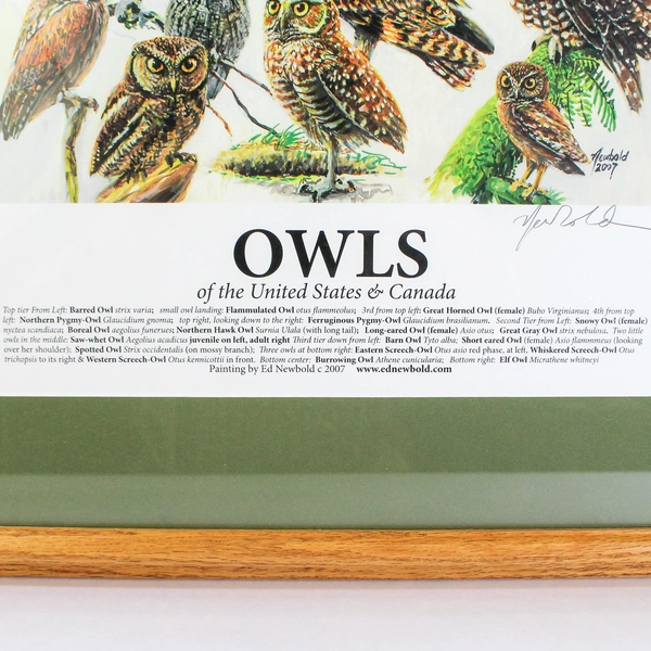 Newbold Signed Framed Matted Art Print Owls Of The United States And Canada