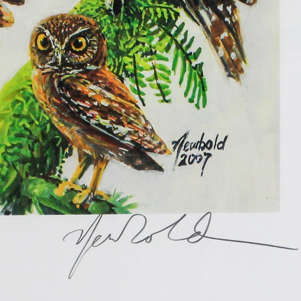Newbold Signed Framed Matted Art Print Owls Of The United States And Canada