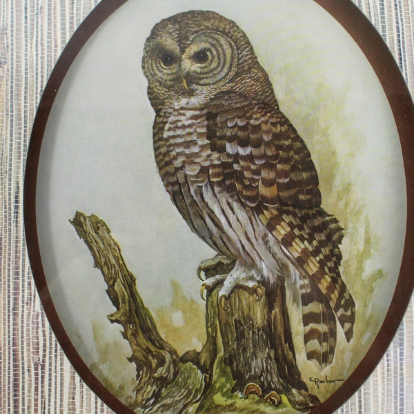 E Rambow Framed Matted Art Print Shadow Box Owl On Tree Stump Home Decor