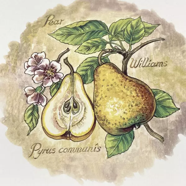 Wood N Toys Handmade Cork Back Tile Trivet Pears 8.75 x 8.75 Inch