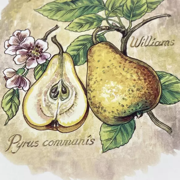 Wood N Toys Handmade Cork Back Tile Trivet Pears 8.75 x 8.75 Inch