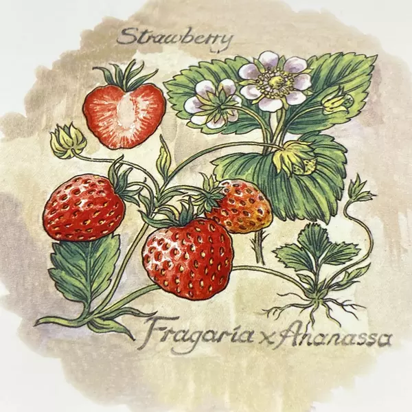 Wood 'N' Toys Handmade Cork Back Tile Trivet Strawberries 8.75 x 8.75 Inch