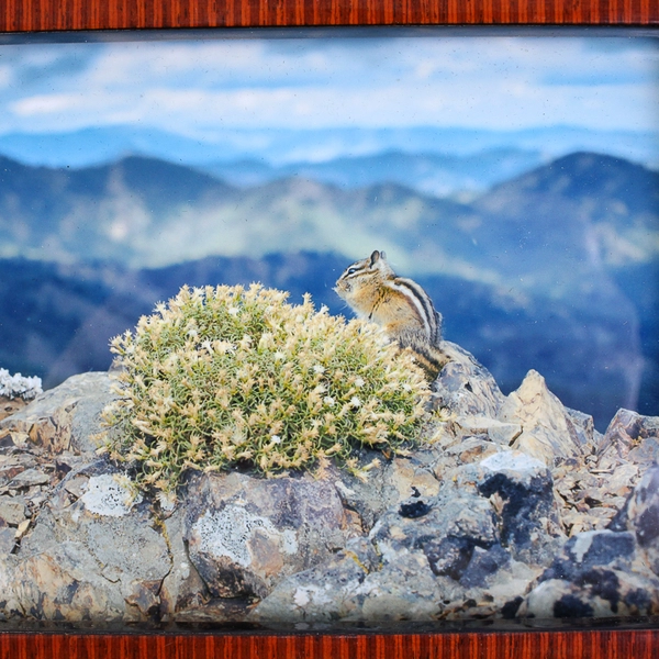 Inlaid Wood Desk Picture Frame (4x6 Photo) Striped Brown Veneer Marquetry
