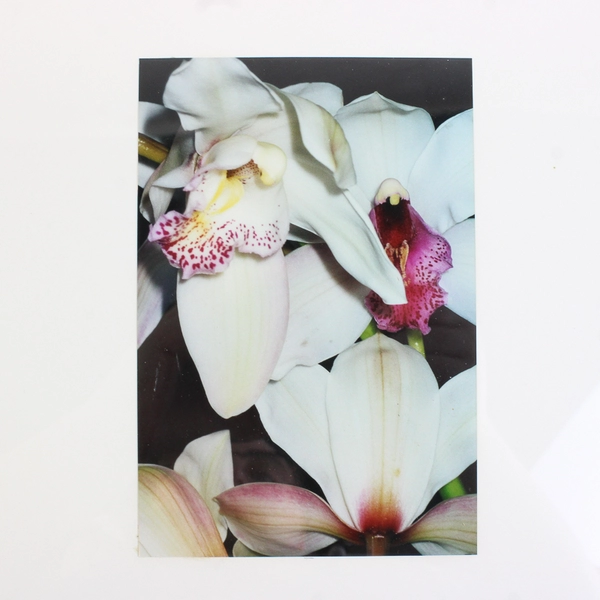 Framed & Matted Photographic Print of Pale Lilies 10.25 x 14.25 Portrait Size