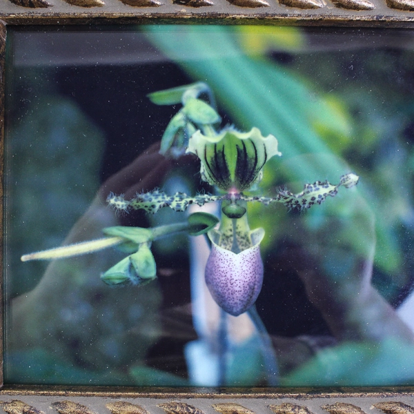 Heavy Embossed Metallic-Looking Finish Wood Frame Lily Print Holds 8 x 10"