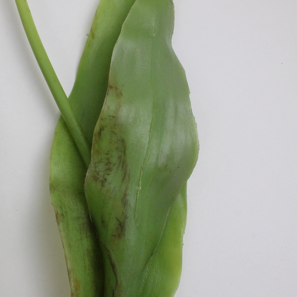 Set of 4 Large White Fake Parrot Tulips 24 Inch Artificial Flowers FLAWED