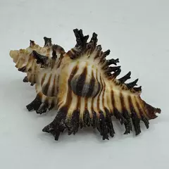 Unique Endive Murex Sea Shell Hexaplex Cichoreum Natural Collectible 3 inches