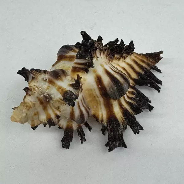 Unique Endive Murex Sea Shell Hexaplex Cichoreum Natural Collectible 3 inches