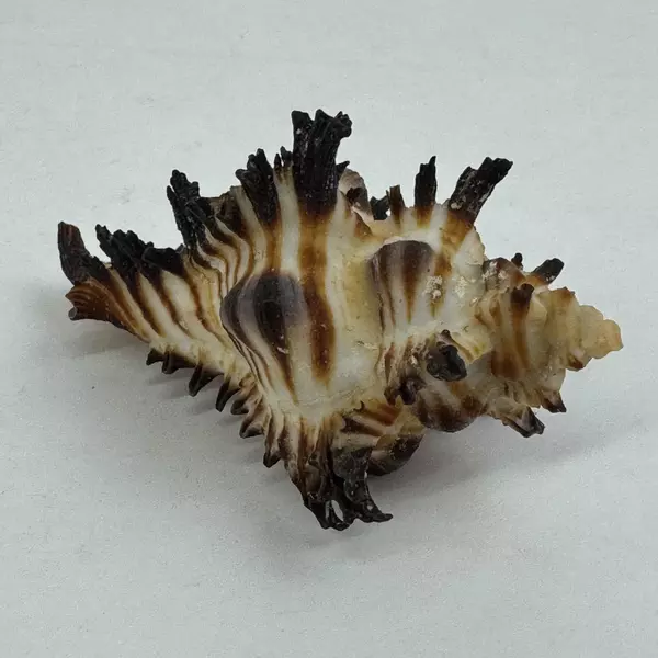 Unique Endive Murex Sea Shell Hexaplex Cichoreum Natural Collectible 3 inches