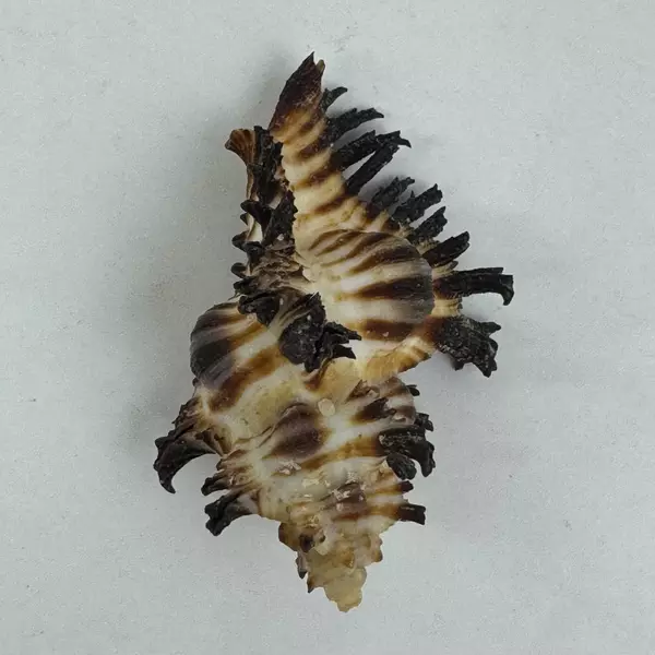 Unique Endive Murex Sea Shell Hexaplex Cichoreum Natural Collectible 3 inches