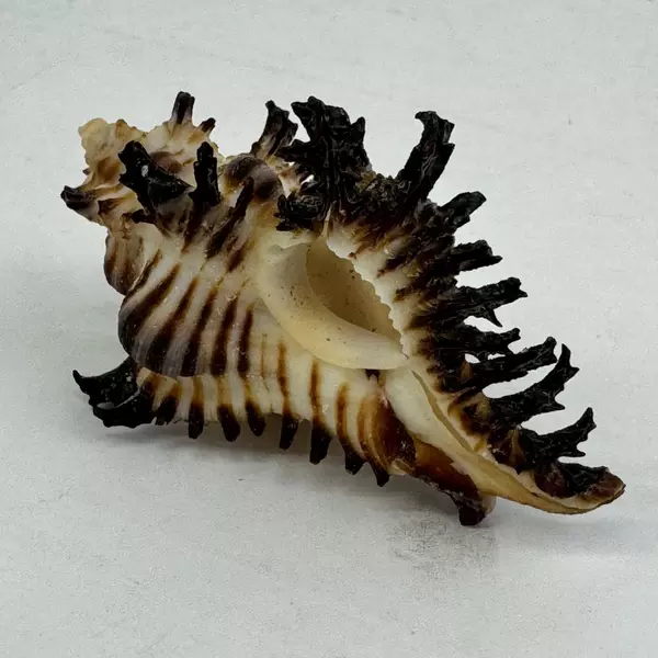 Unique Endive Murex Sea Shell Hexaplex Cichoreum Natural Collectible 3 inches