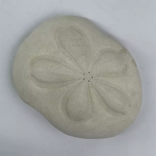 White Sea Biscuit Puffy Sand Dollar 4.5" x 3.5" x 1.5" Shell