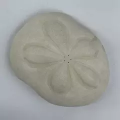 White Sea Biscuit Puffy Sand Dollar 4.5" x 3.5" x 1.5" Shell