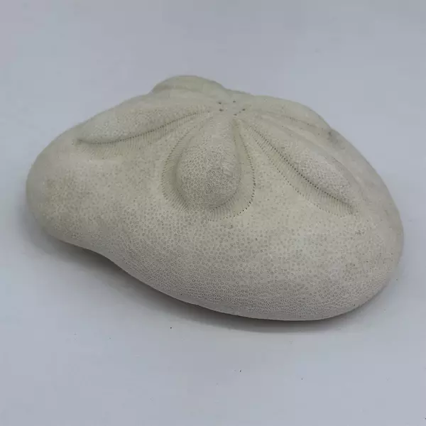 White Sea Biscuit Puffy Sand Dollar 4.5" x 3.5" x 1.5" Shell