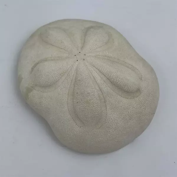 White Sea Biscuit Puffy Sand Dollar 4.5" x 3.5" x 1.5" Shell