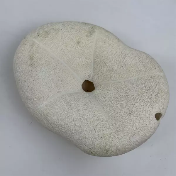 White Sea Biscuit Puffy Sand Dollar 4.5" x 3.5" x 1.5" Shell