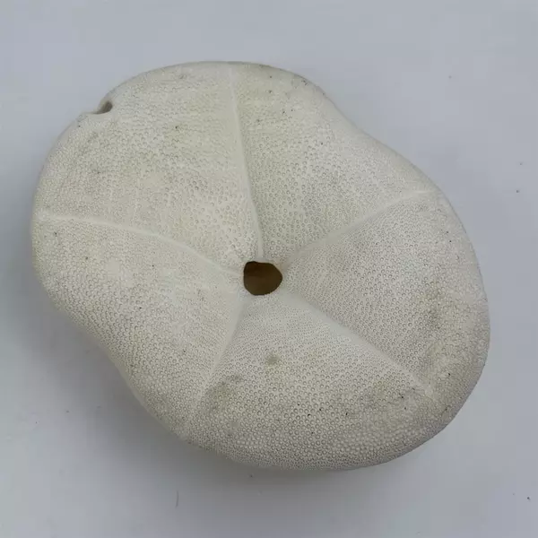 White Sea Biscuit Puffy Sand Dollar 4.5" x 3.5" x 1.5" Shell