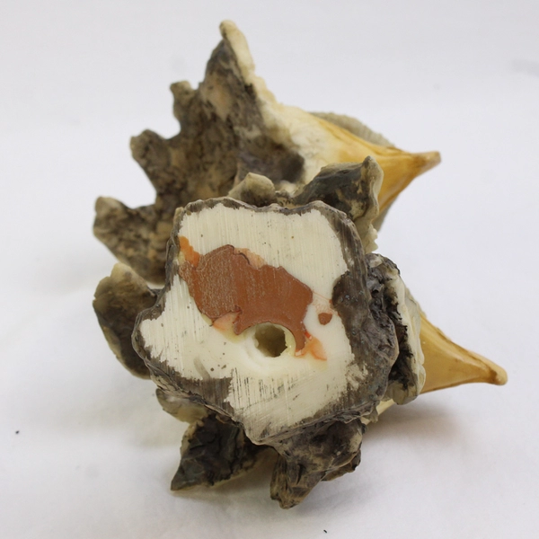 Unbranded Double Headed Bald Eagle Resin Statue Figurine