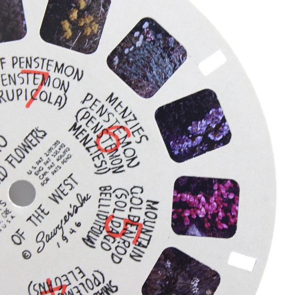 Vintage 1946 Sawyer's View Master WF10 Alpine Wild Flowers Western USA