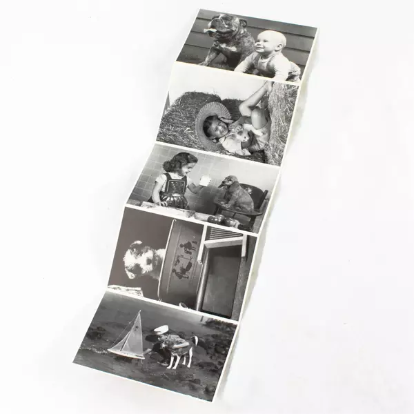 Lot of 5 Black & White Post Cards H. Armstrong Roberts North Shore Animal