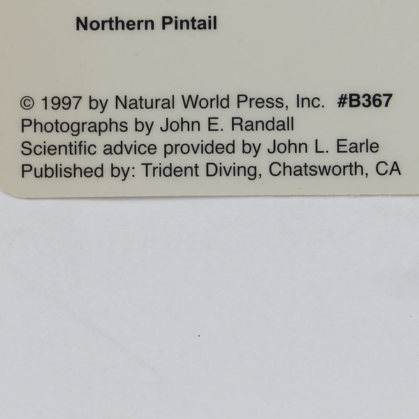 1997 Guide to Birds of Hawaii Laminated Card Natural World Press