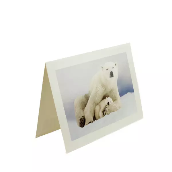 Lot of 20 Polar Bear Greeting Cards with 17 Envelopes 7x5.25in Open Box New