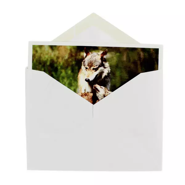 Wolf Greeting Cards Set 15 Cards + 16 Envelopes Open Box Unused