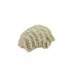 Natural Brain Coral Specimen Decorative Accent Coastal Home Decor
