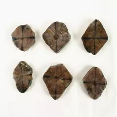 Lot of 6 Cut Cross-Section Chiastolite Stones 226 Grams Total