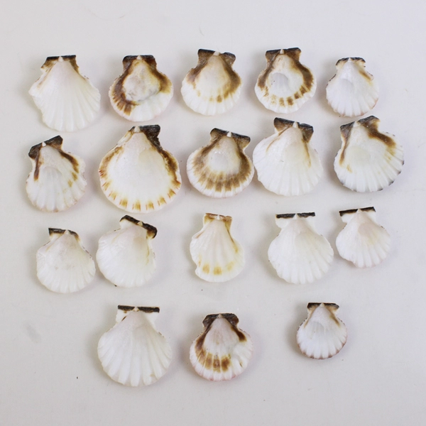 Lot of 18 Calico Scallop Seashells 1.5" to 2" Crafting SOME BROKEN