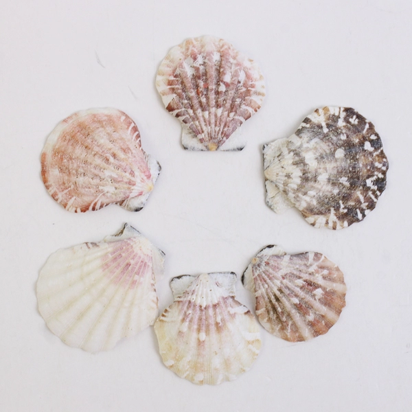Lot of 18 Calico Scallop Seashells 1.5" to 2" Crafting SOME BROKEN