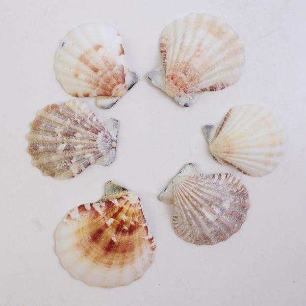 Lot of 18 Calico Scallop Seashells 1.5" to 2" Crafting SOME BROKEN