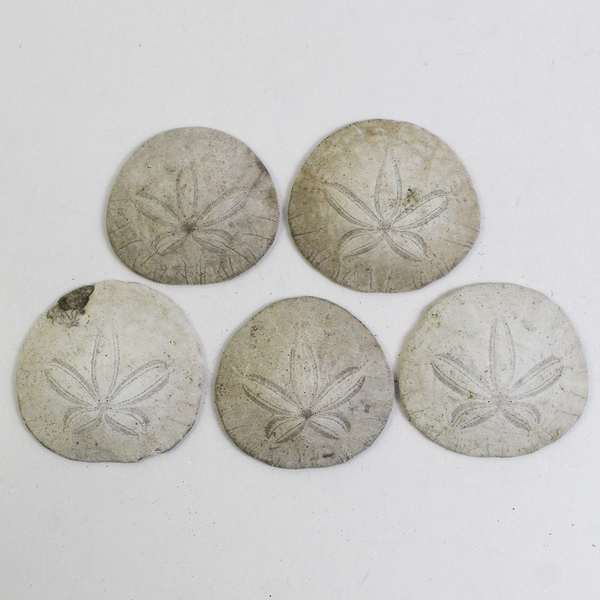 Lot Of 5 Assorted Sand Dollar Sea Shells Natural Ocean Beach Decor