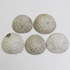 Lot Of 5 Assorted Sand Dollar Sea Shells Natural Ocean Beach Decor