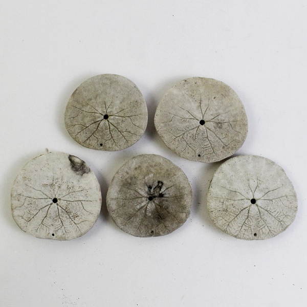 Lot Of 5 Assorted Sand Dollar Sea Shells Natural Ocean Beach Decor