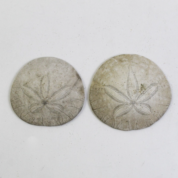 Lot Of 5 Assorted Sand Dollar Sea Shells Natural Ocean Beach Decor