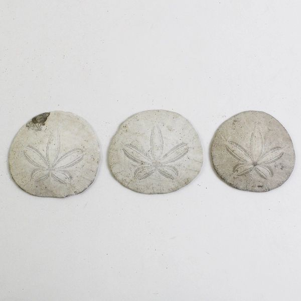 Lot Of 5 Assorted Sand Dollar Sea Shells Natural Ocean Beach Decor