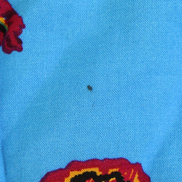 Papaya Women's 14 Blue Floral 100% Viscose Short Dress with Ruffle Short Sleeves