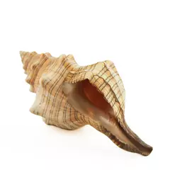 Striped Fox Horse Conch Shell Decorative Sea Shell, 4in