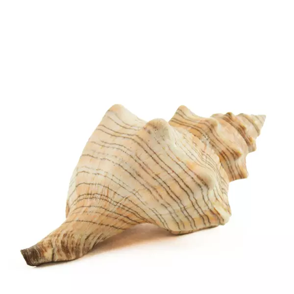 Striped Fox Horse Conch Shell Decorative Sea Shell, 4in