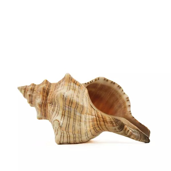Striped Fox Horse Conch Shell Decorative Sea Shell, 4in