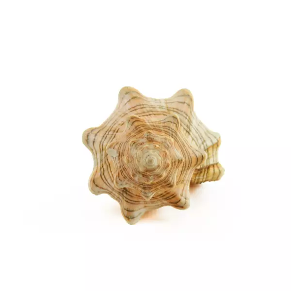 Striped Fox Horse Conch Shell Decorative Sea Shell, 4in