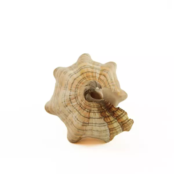 Striped Fox Horse Conch Shell Decorative Sea Shell, 4in