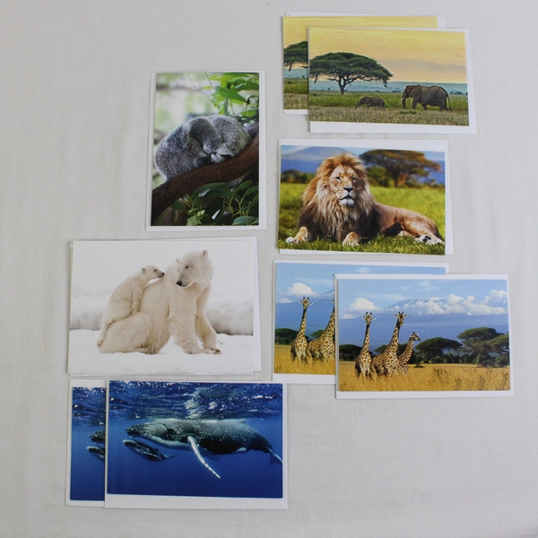 Lot of 9 Wildlife Conservation Animal Photography Notecards with Envelopes