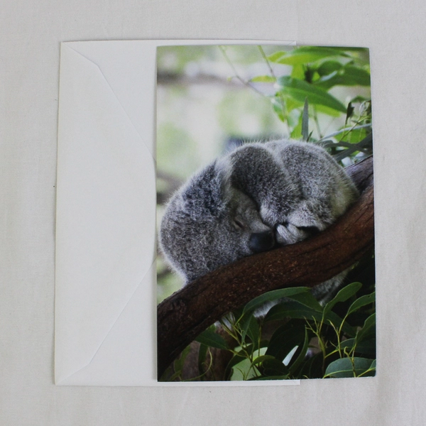 Lot of 9 Wildlife Conservation Animal Photography Notecards with Envelopes