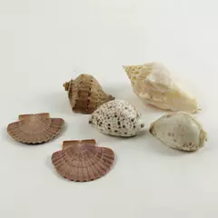 Lot of 6 Natural Seashells Assorted Beach Shells for Crafts Decor