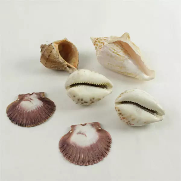 Lot of 6 Natural Seashells Assorted Beach Shells for Crafts Decor