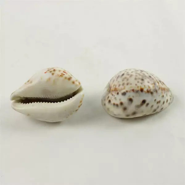 Lot of 6 Natural Seashells Assorted Beach Shells for Crafts Decor