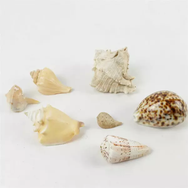 Lot of 7 Natural Assorted Seashells - Beach Decor & Craft Supplies